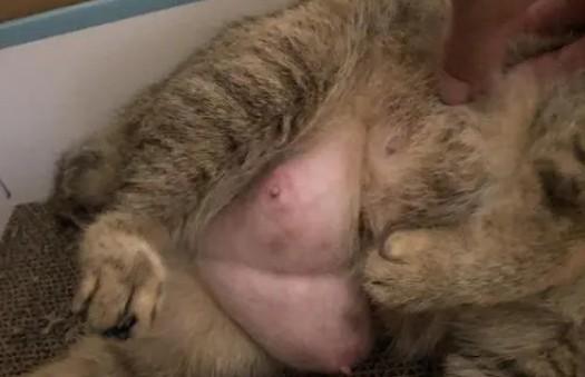母猫挤不出来是真的没奶吗-图1