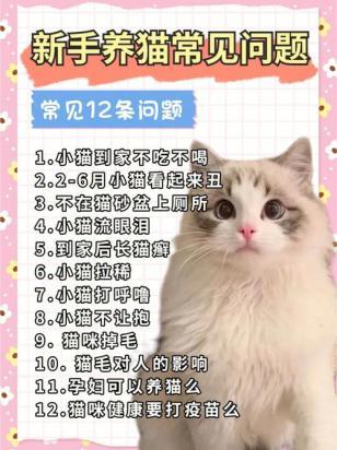 第一次买猫需要注意什么