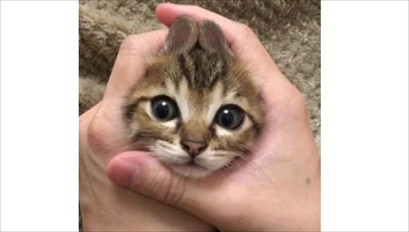 猫一直把头往手掌里钻-图1