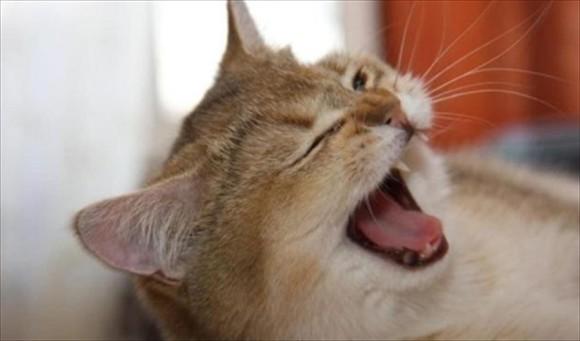 猫一切正常就是打喷嚏-图1