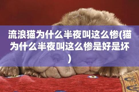 为什么猫咪夜里会叫几句呢
