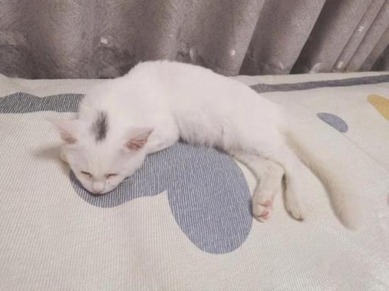 猫咪为什么会爬地上啊