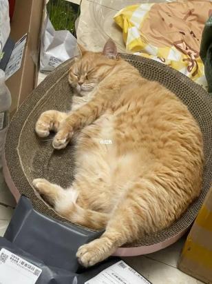 猫咪为什么要人陪吃饭睡觉呢