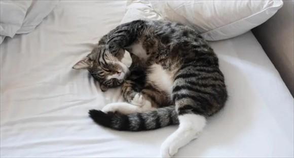 猫在床上睡觉有危害吗