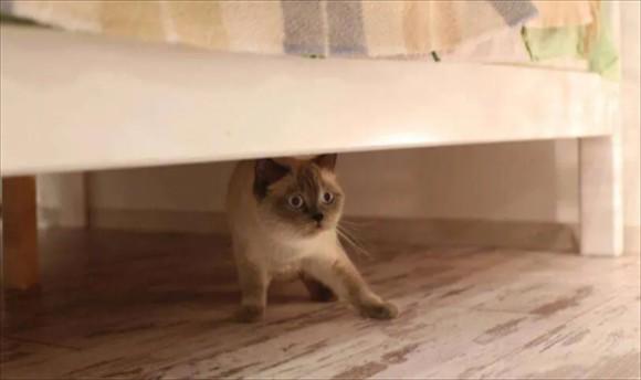 猫在床上拉屎什么原因-图1