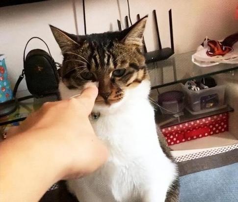 猫咪会打你的手背的原因有哪些-1
