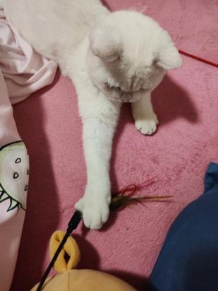 为什么不让猫咪带铃铛出门-图1