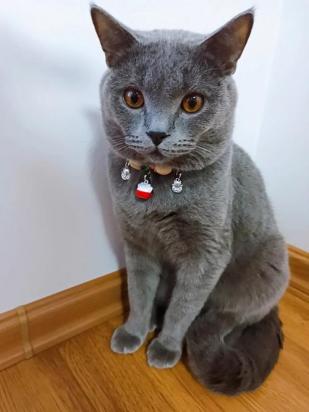 为什么不让猫咪带铃铛出门-图2