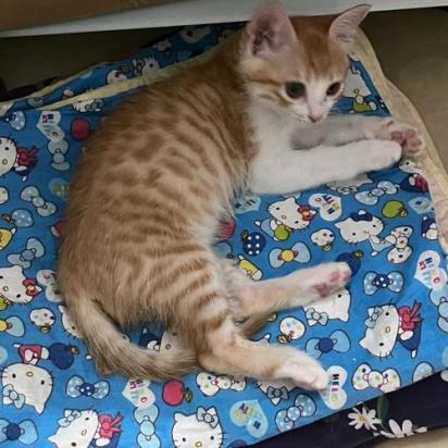 猫咪为什么会叫软体动物