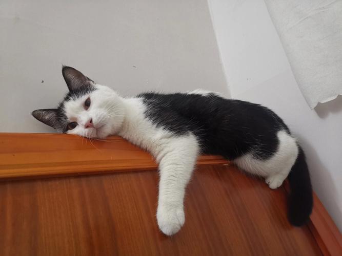 猫咪出门趴着走不动是为什么-图1