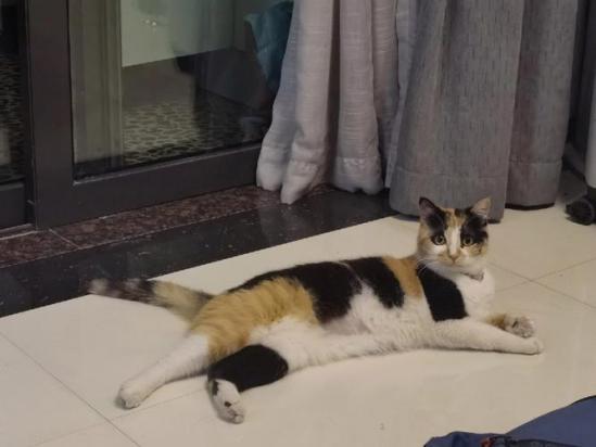 猫咪出门趴着走不动是为什么-图2