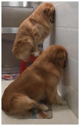 狗为什么一直往墙上靠啊