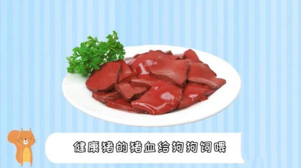 狗能吃猪血吗-图1