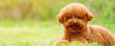 泰迪是贵宾犬吗-图1