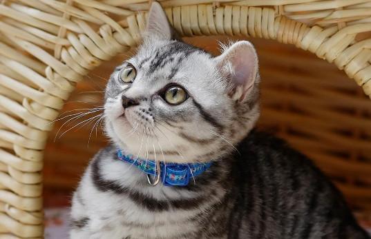 美短猫为什么脱毛厉害