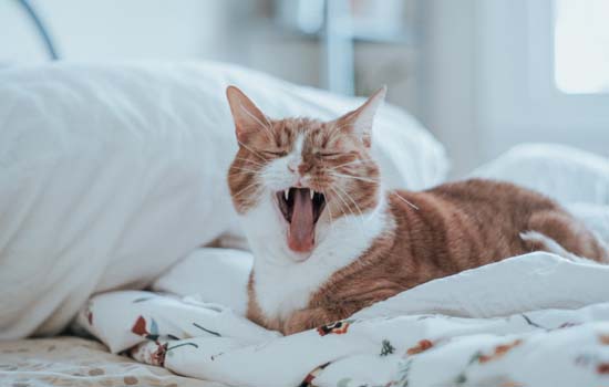 猫的心理阴影怎么消除-图1