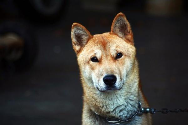 狗狗鼻子呼哧呼哧的像堵塞了一样-图1