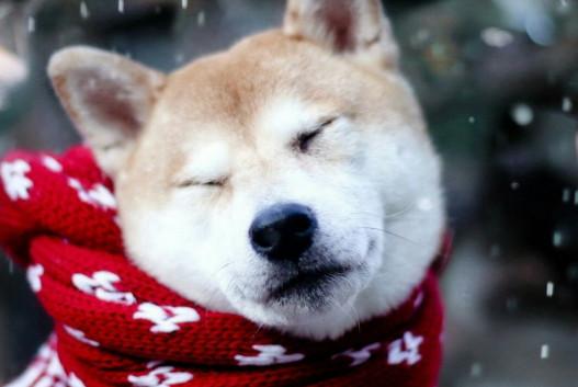 柴犬咬人怎么办-图1