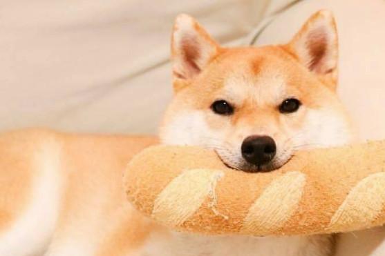 柴犬可以吃鸡肝吗-图1