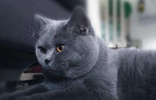 猫咪下巴黑了怎么办-图1