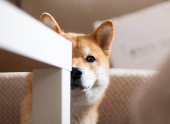 柴犬的特点和性格-图1