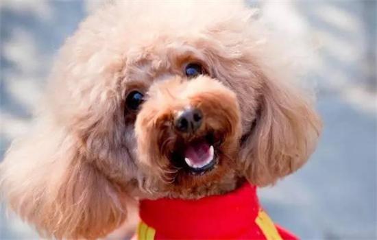 泰迪属于贵宾犬吗-图1