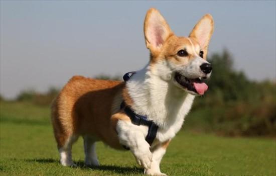 柯基犬成年年龄及体重标准-1