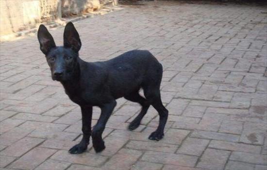 黑狼犬纯不纯怎么分辨-图1
