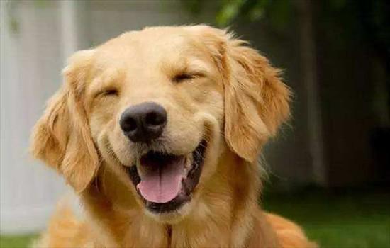 ​导盲犬一般是什么品种-图1