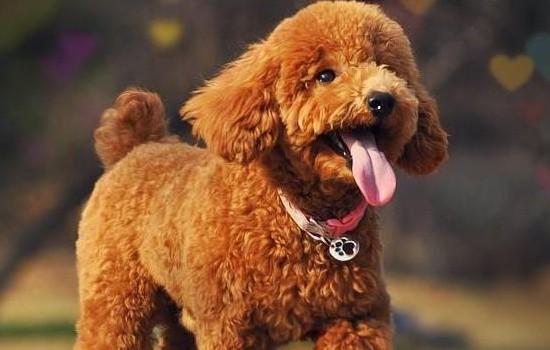 贵宾犬的寿命一般是多久-图1