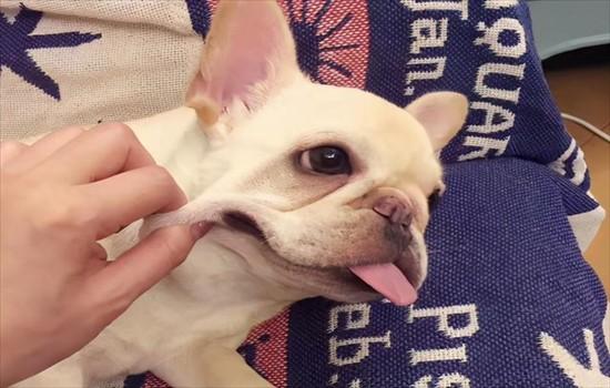 ​法国斗牛犬的颜色等级-图1