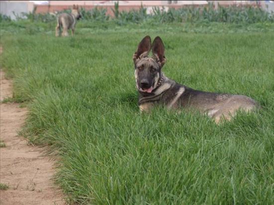 狼青犬长大需要几个月-图2
