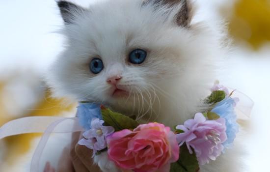 猫咪换牙期注意事项-图1