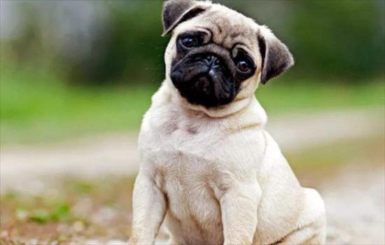 巴哥犬和斗牛犬的区别-图1