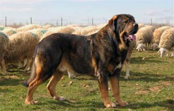 比西班牙黎还大的犬种-图1