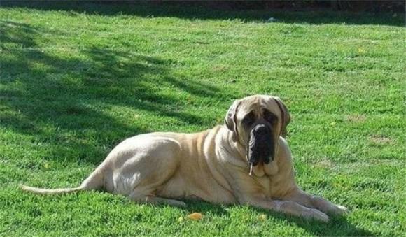 想了解马斯蒂夫犬？高清图文详解马斯蒂夫犬长什么样-1
