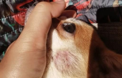 宠物狗皮肤病用什么药治疗