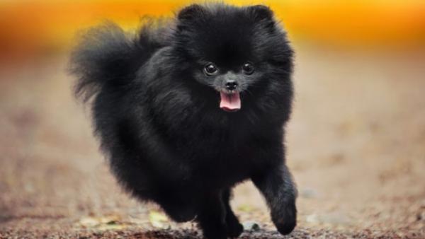 波美拉尼亚犬多少钱一只幼犬-图1