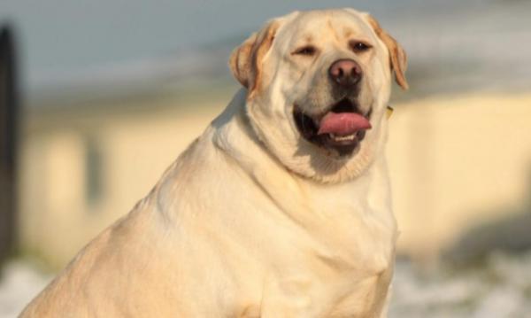 30斤狗狗是大型犬吗-图1