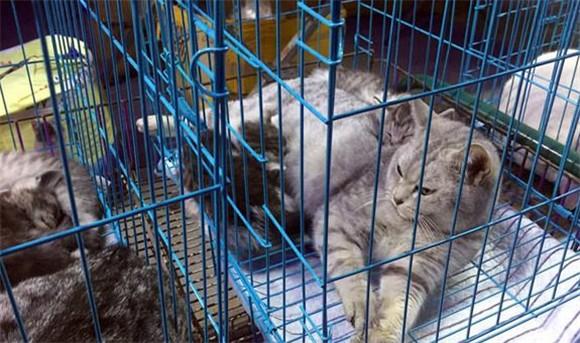 猫舍几天算后院猫？7天吗？-1