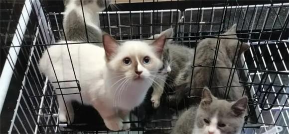 猫咪后院为什么会细思极恐-图1
