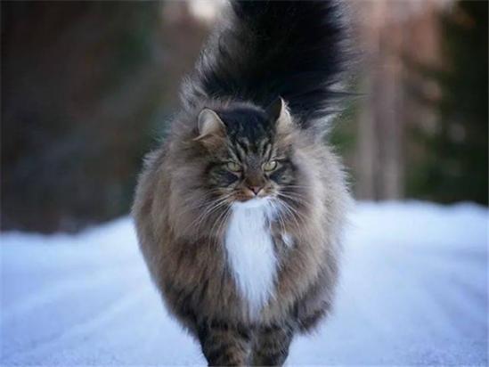 很霸道的猫是什么品种-图1