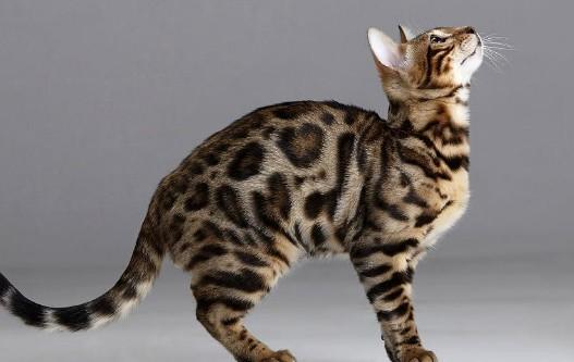 虎纹猫长什么样图片大全-图1