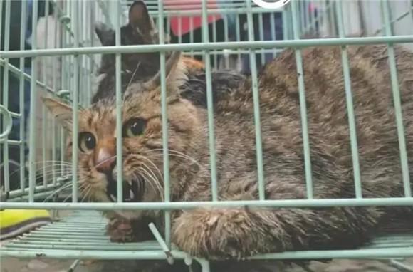 自己家生的小猫算后院猫吗-图1