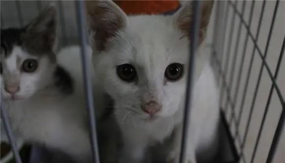 为什么说三个月不到是后院猫-图1