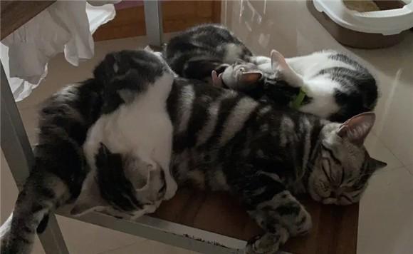 为什么后院猫不能买-图1