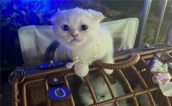 什么叫后院猫-图1