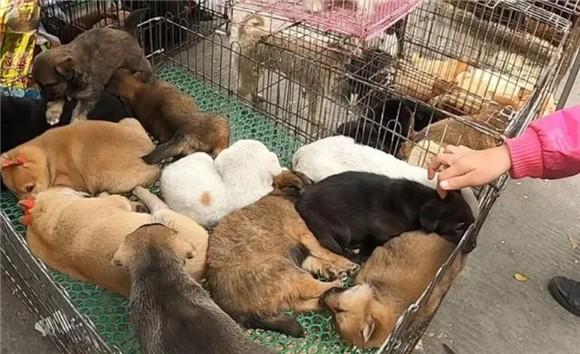 什么叫后院狗后院猫-图1