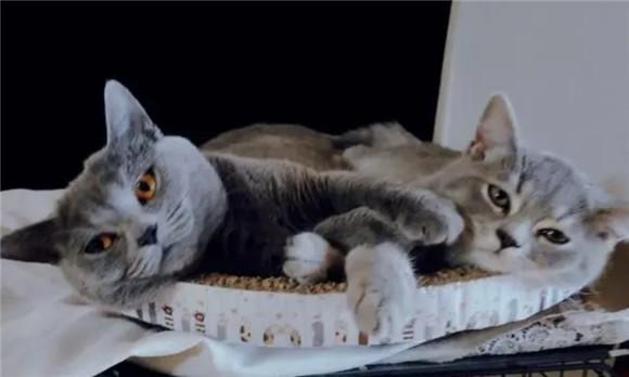 如何判断是不是后院猫-图1