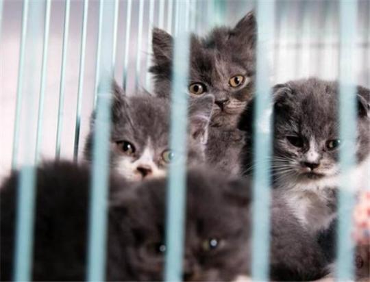 后院猫有养的健康的吗-图1